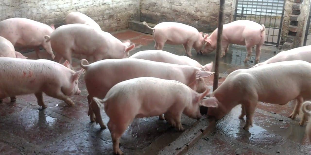 Pig-Farming-Business-Plan-1280x640-1