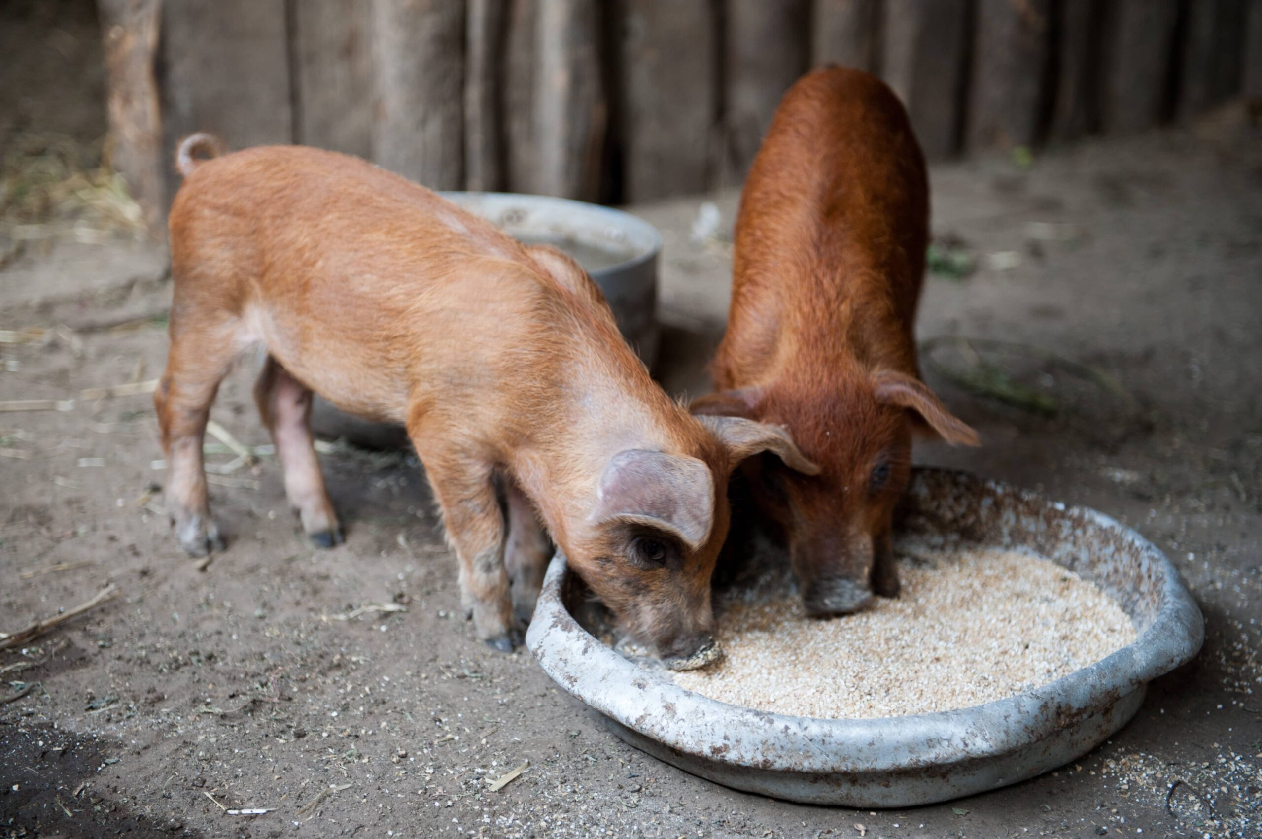 piglets-feeding-bowl